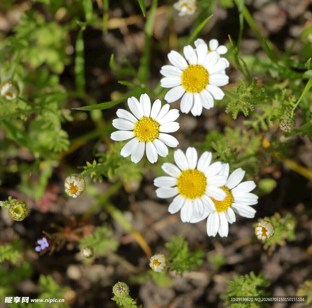 田野中的清新小白菊