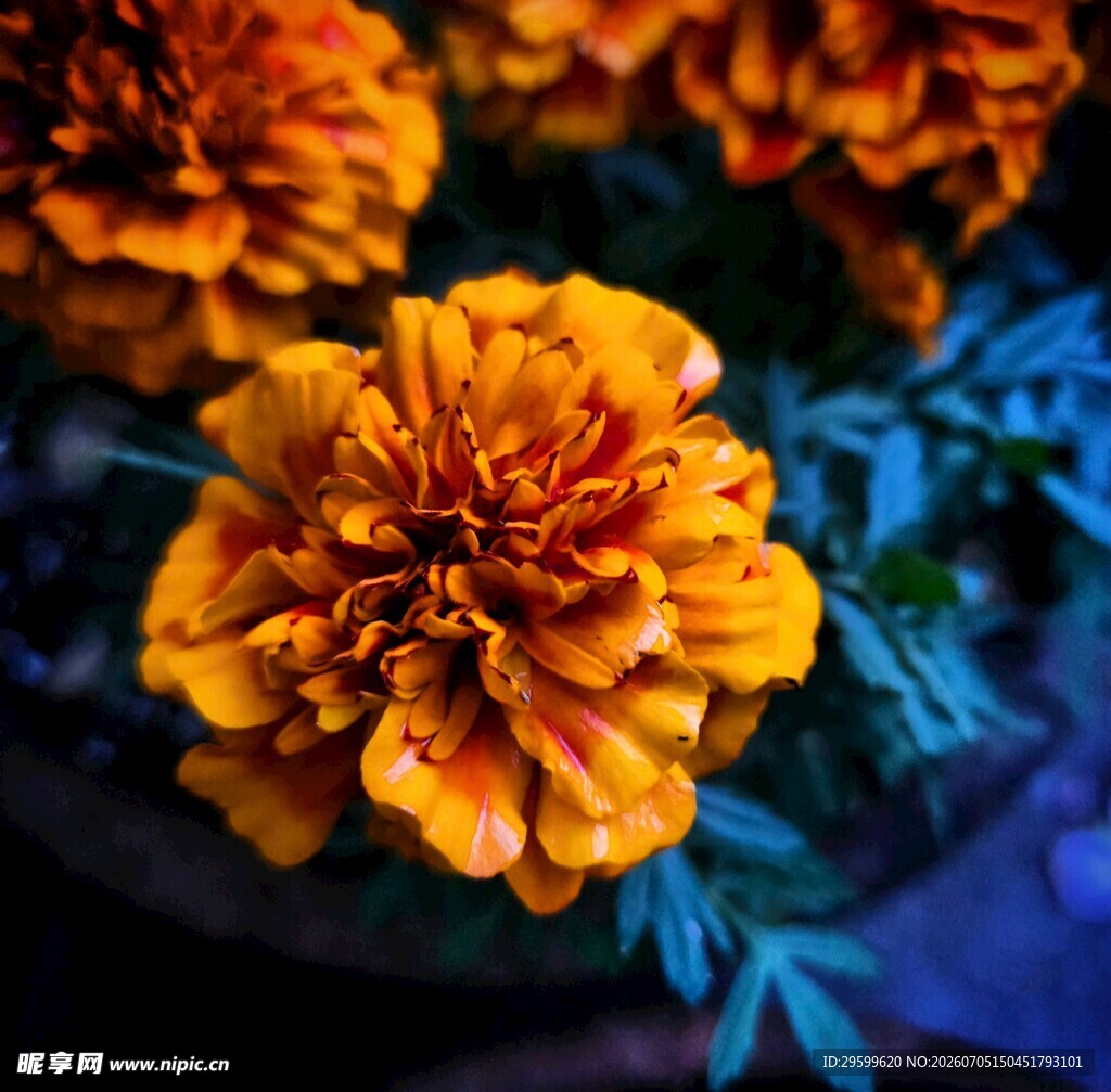 橙色万寿菊特写