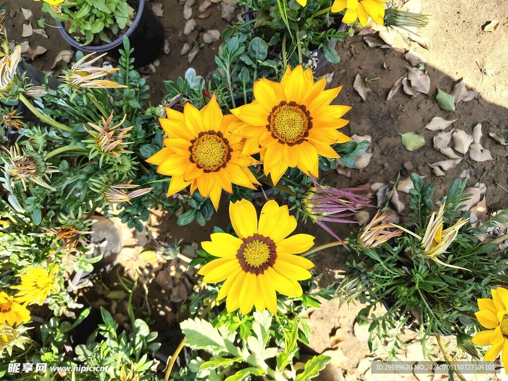阳光下的灿烂黄色菊花
