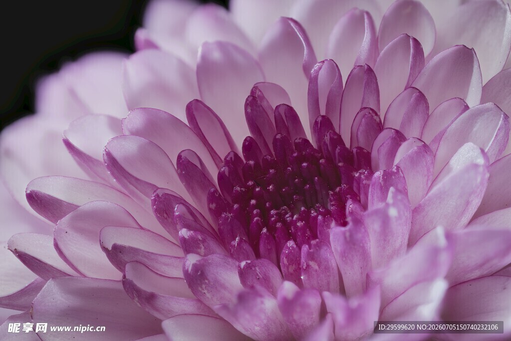 粉紫色菊花特写