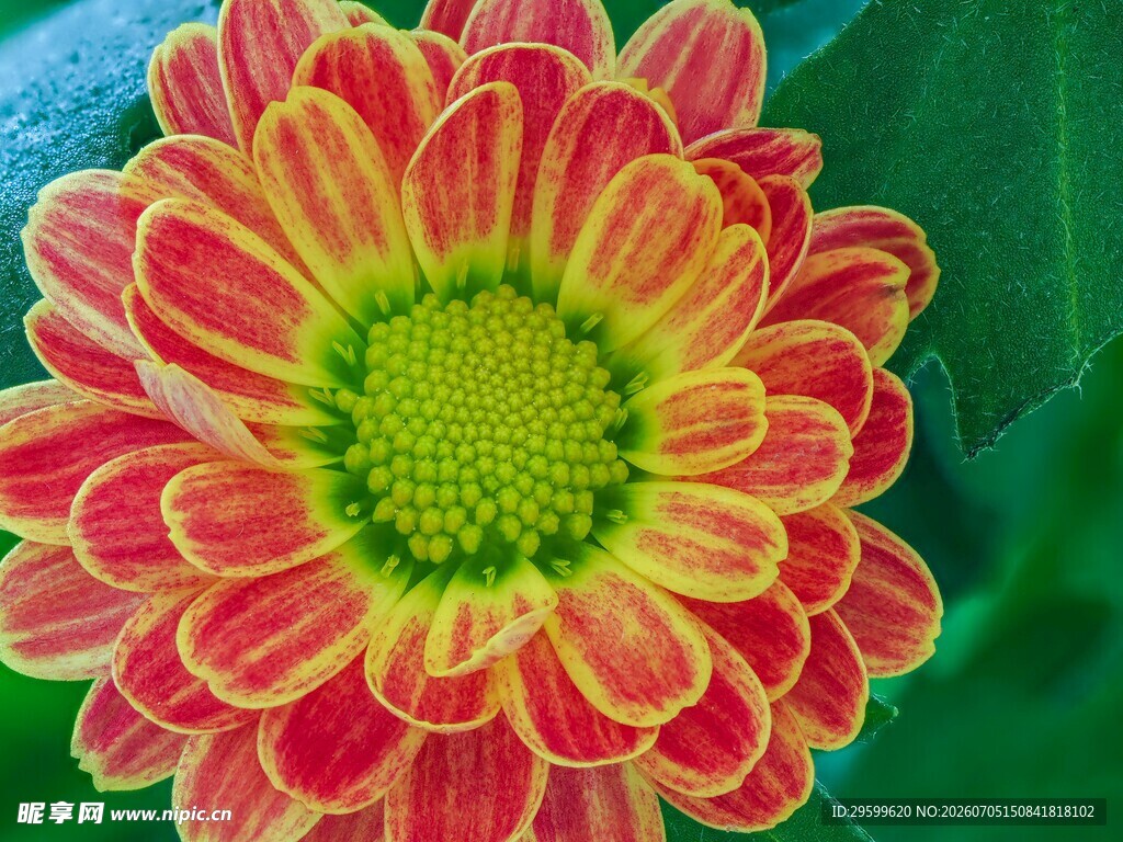 多彩菊花绽放