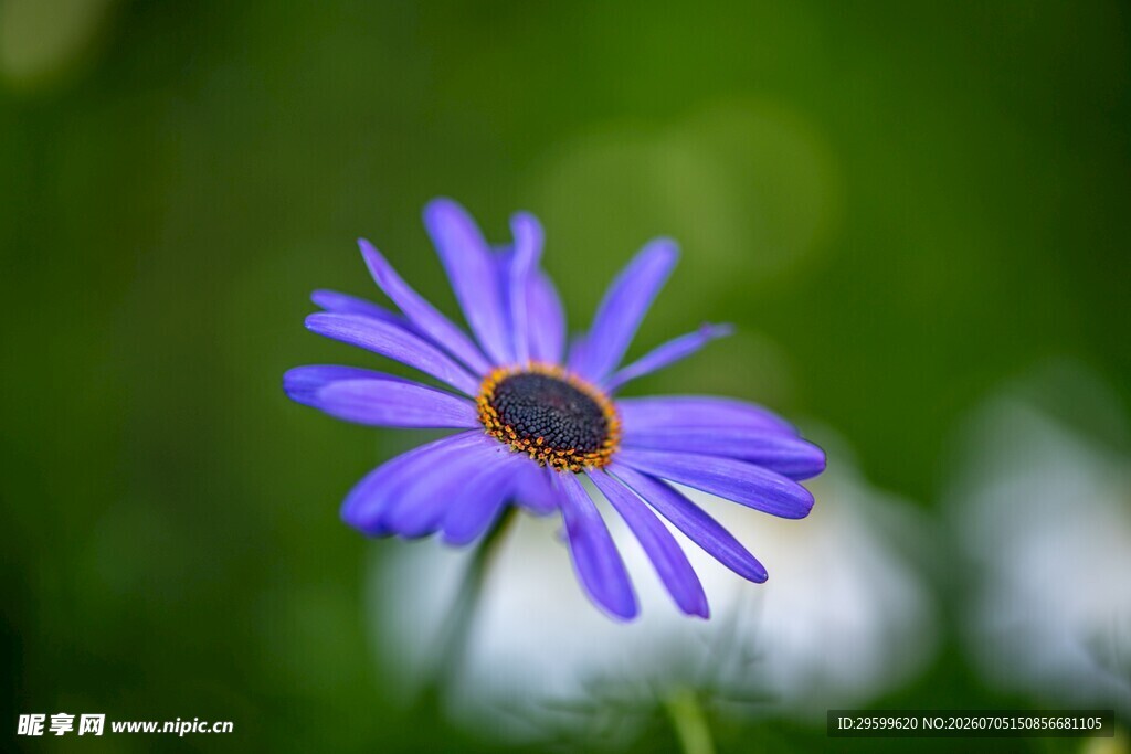 紫色菊花