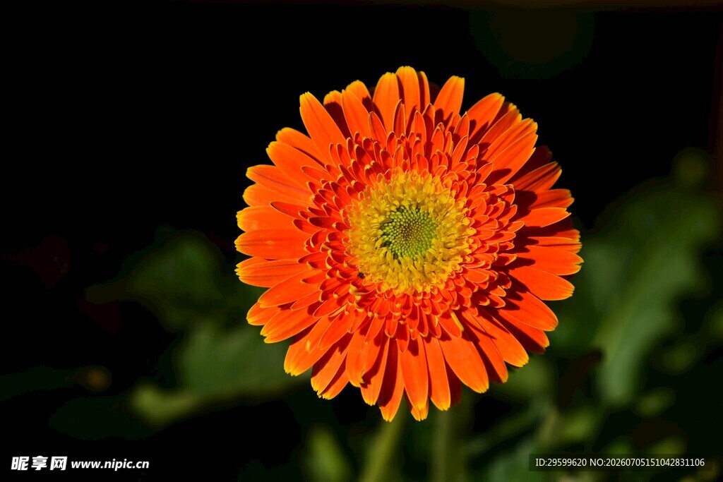橙色非洲菊特写