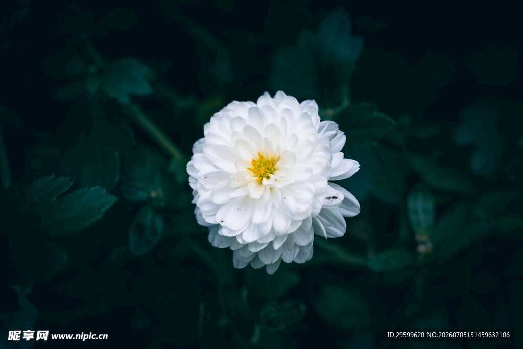 白色菊花特写