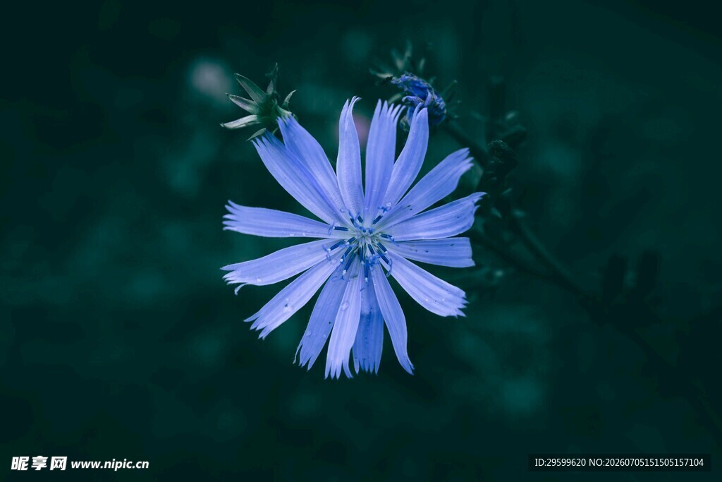 蓝色菊苣花特写