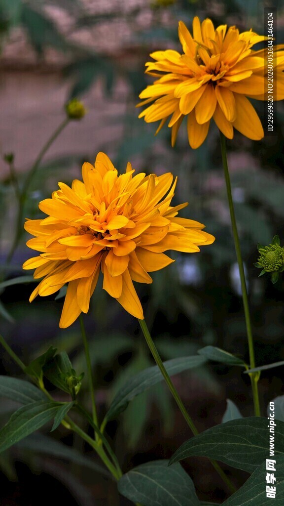 两朵明艳黄色菊花
