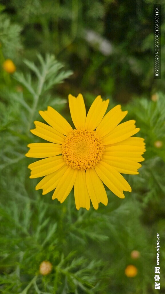 黄色菊花