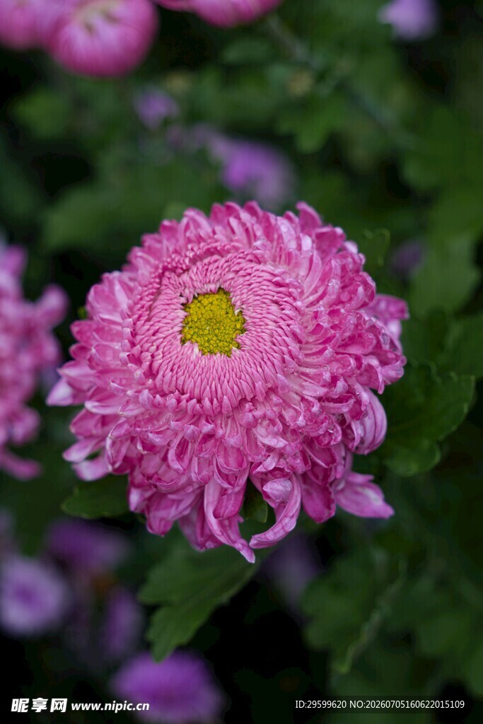 粉色菊花特写