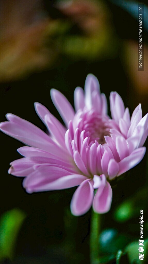 粉色菊花特写
