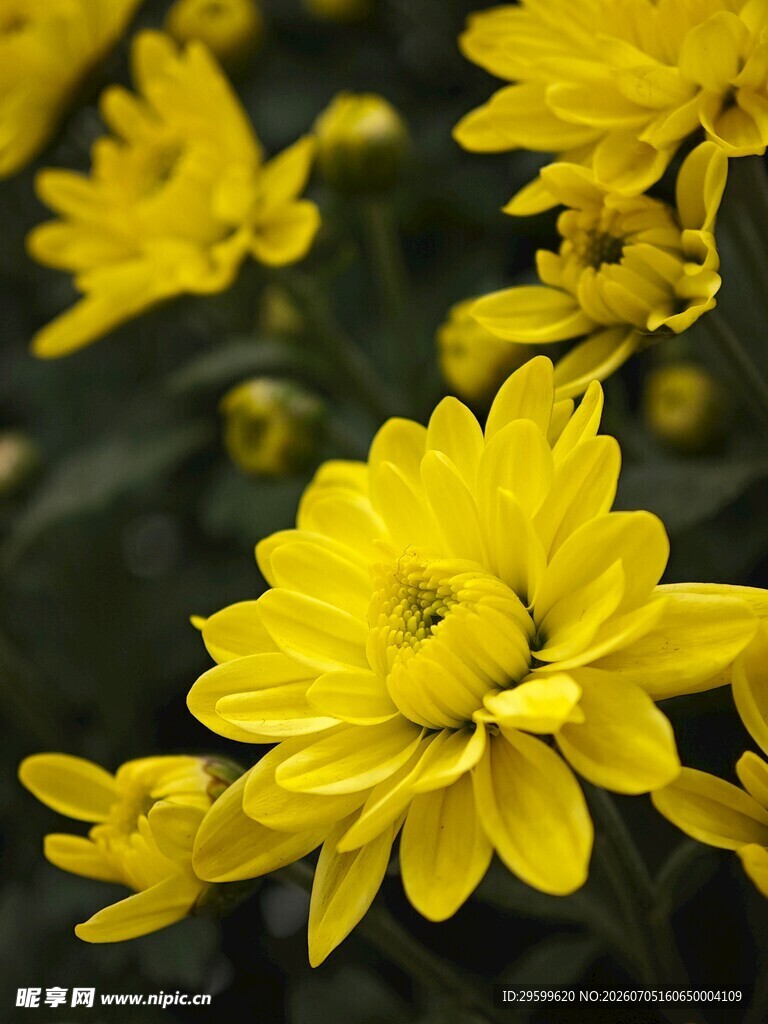 绽放的黄色菊花