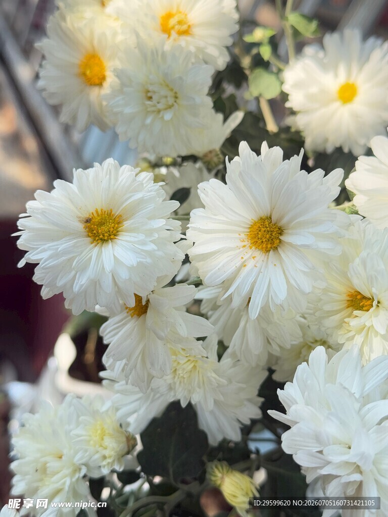 白色雏菊绽放