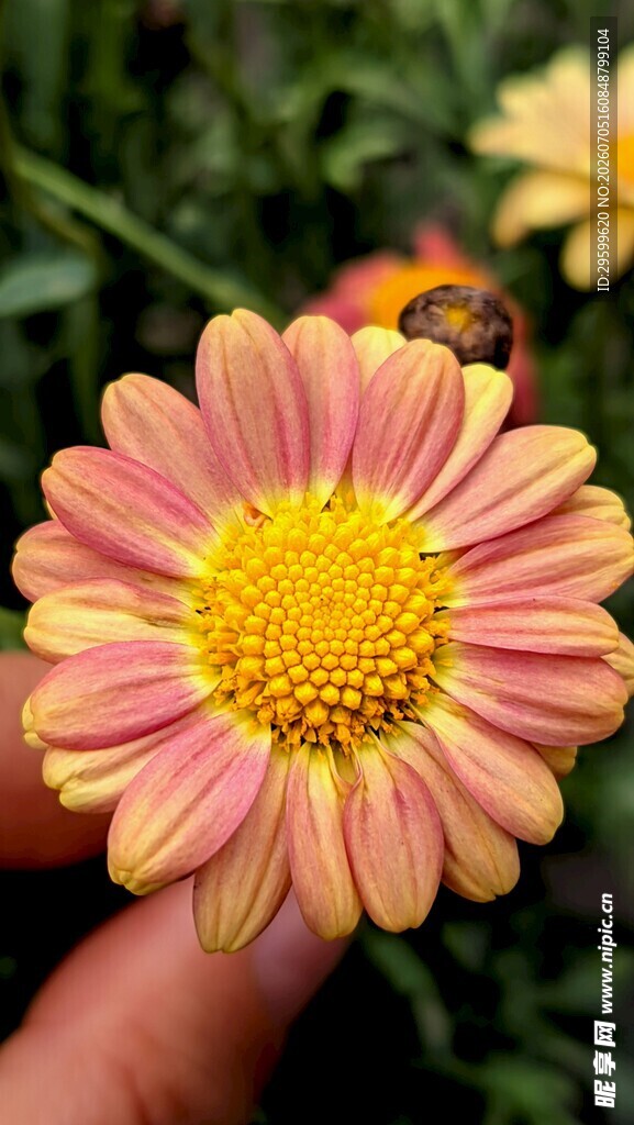 手托双色菊花特写