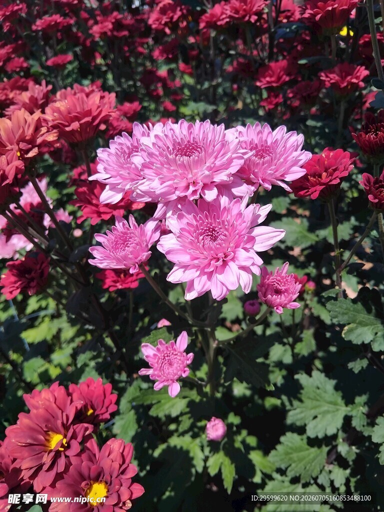 多彩艳丽菊花绽放