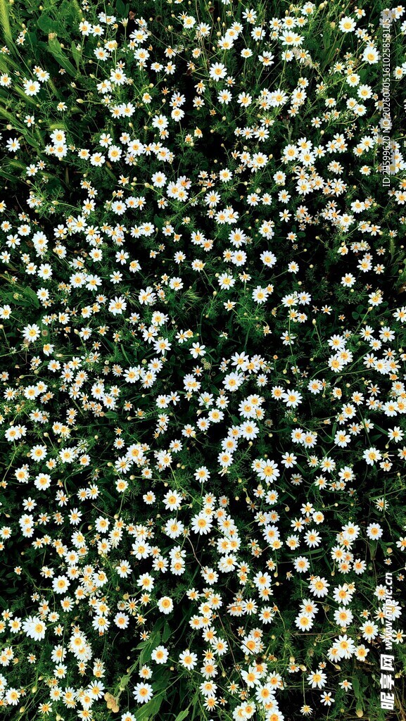 白色小菊花
