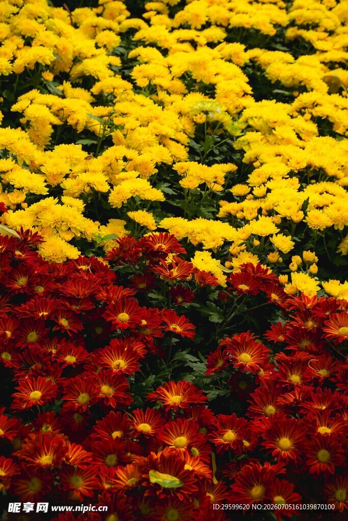 多彩菊花