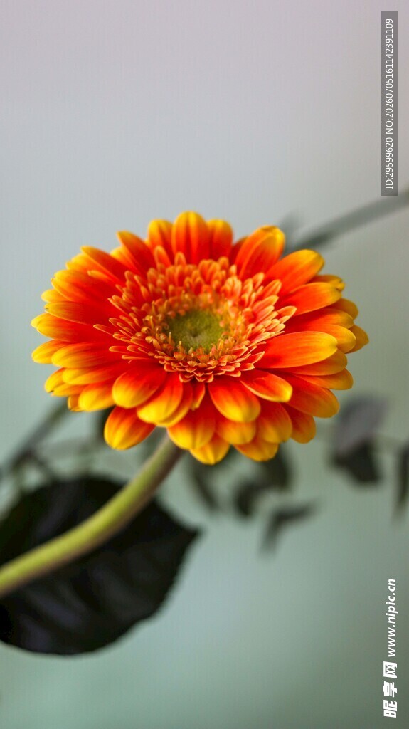 橙红色非洲菊特写