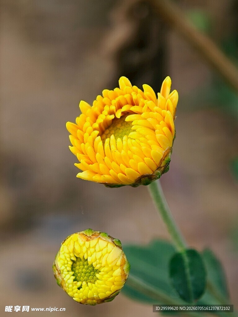 两朵黄色小菊花绽放