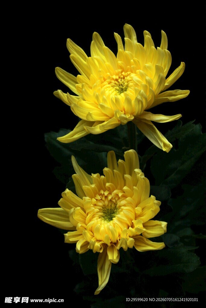 两朵绽放的黄色菊花