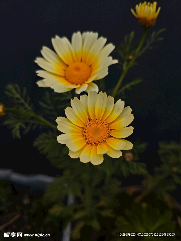 三朵黄蕊金盏菊绽放