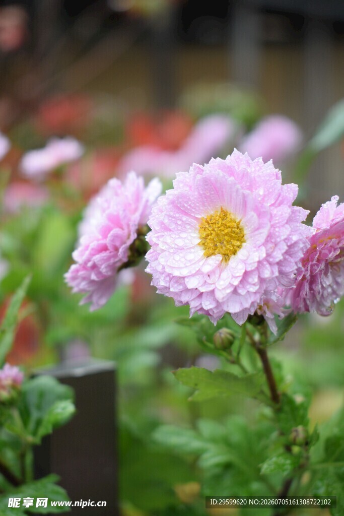 娇艳雏菊绽放于绿意间