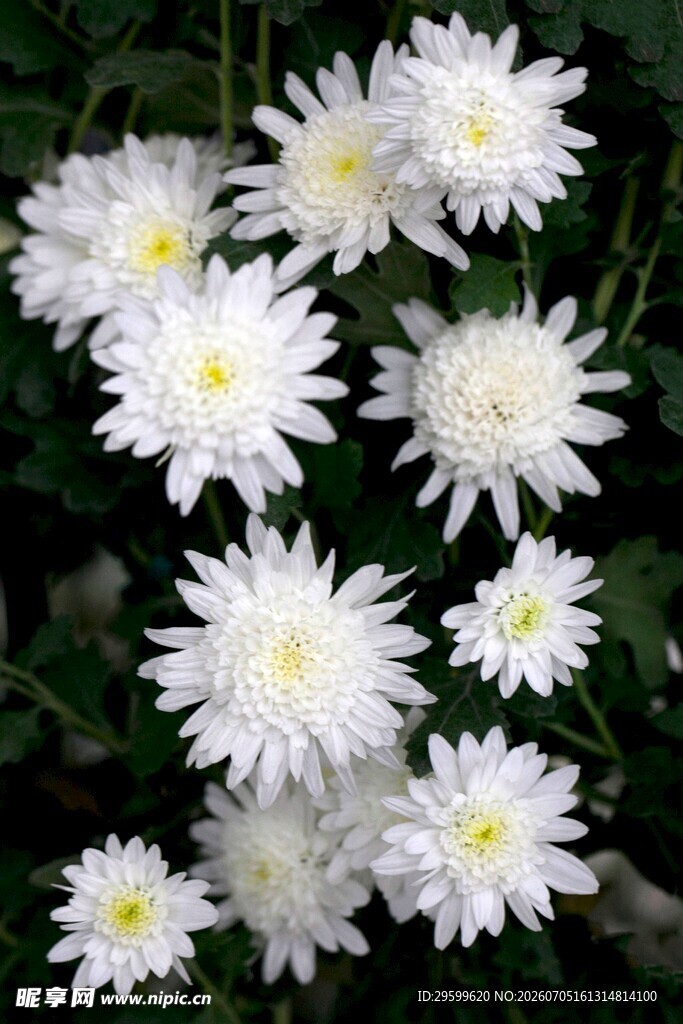 白色菊花绽放