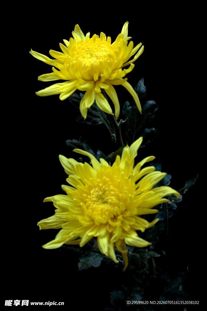 两朵明艳黄色菊花绽放