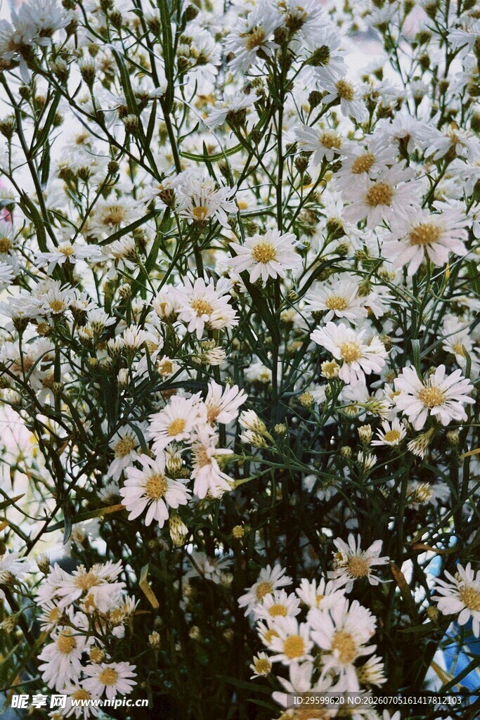 白色菊花绽放美景