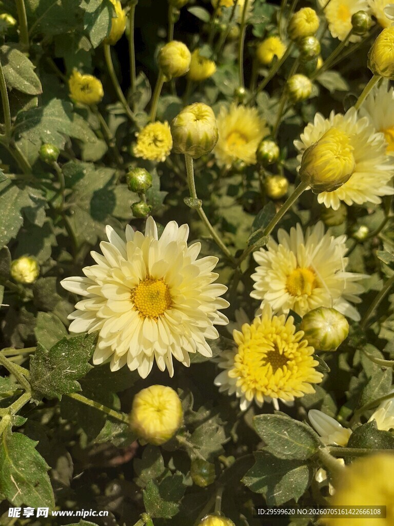 绽放的黄色菊花