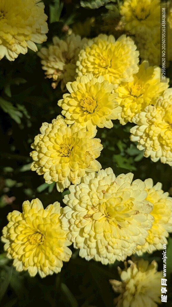 黄色菊花绽放