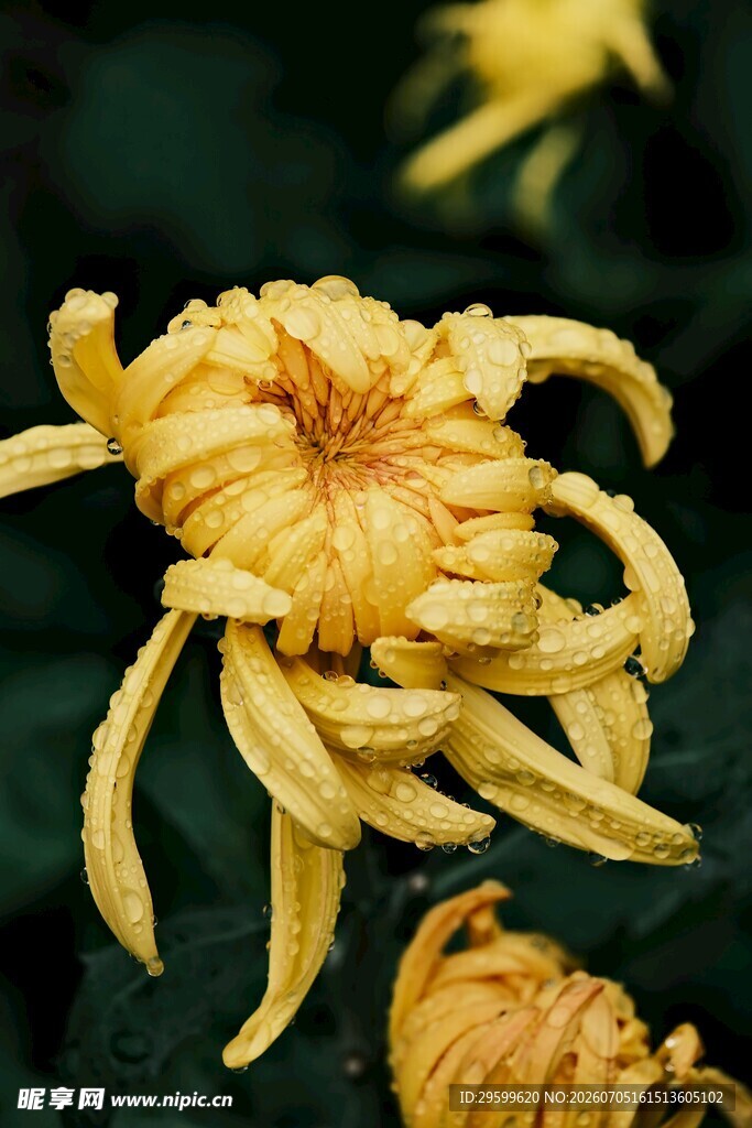 绽放的黄色菊花
