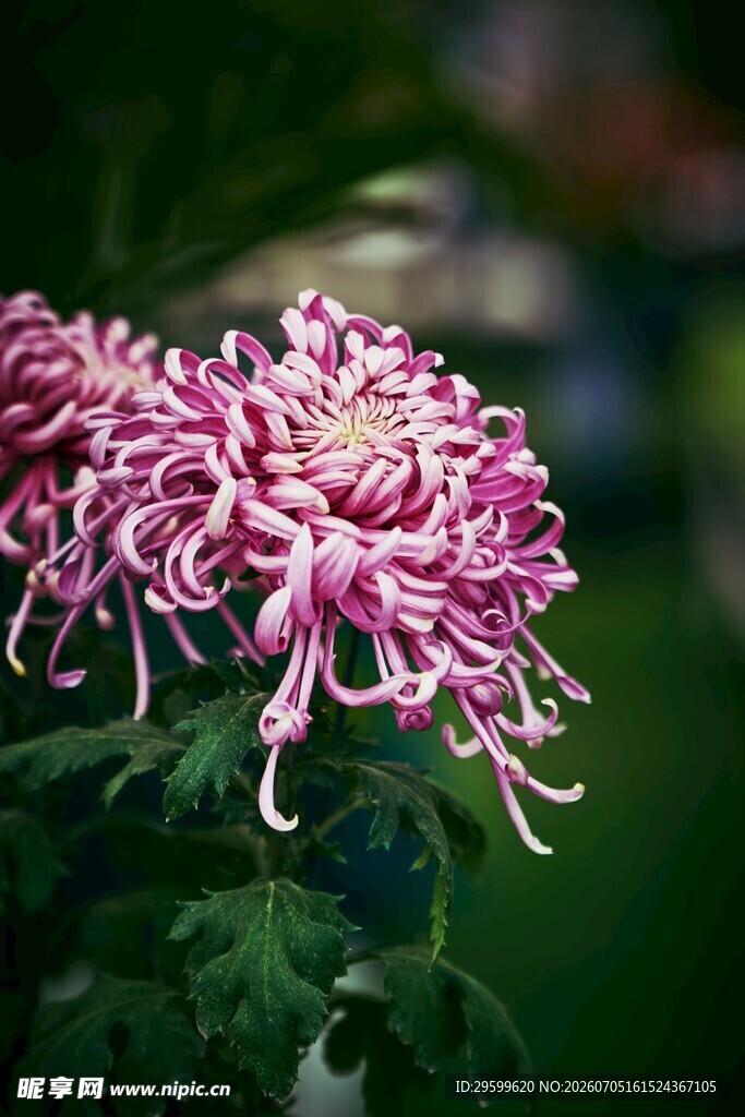 粉紫色菊花特写