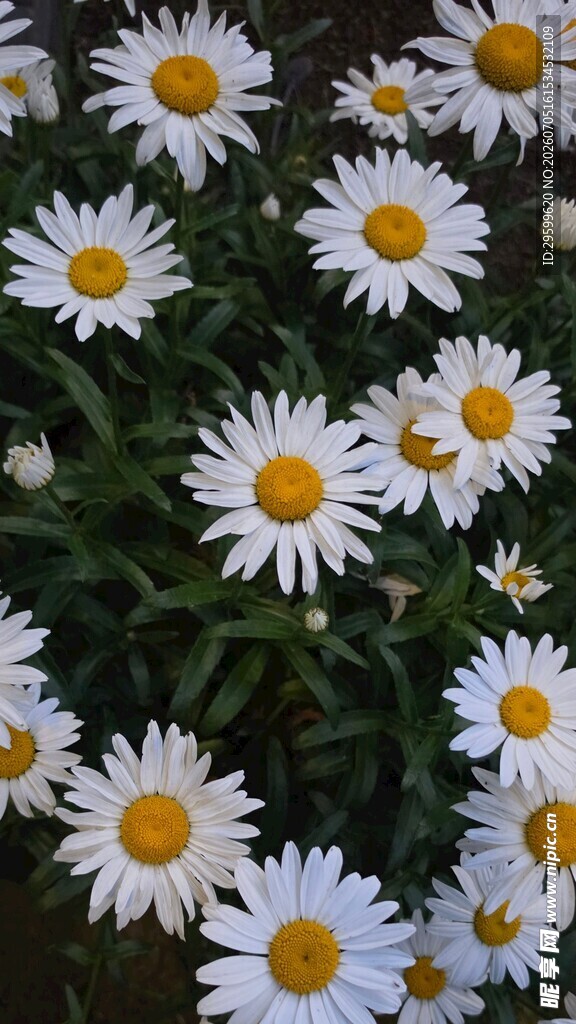 清新雏菊绽放