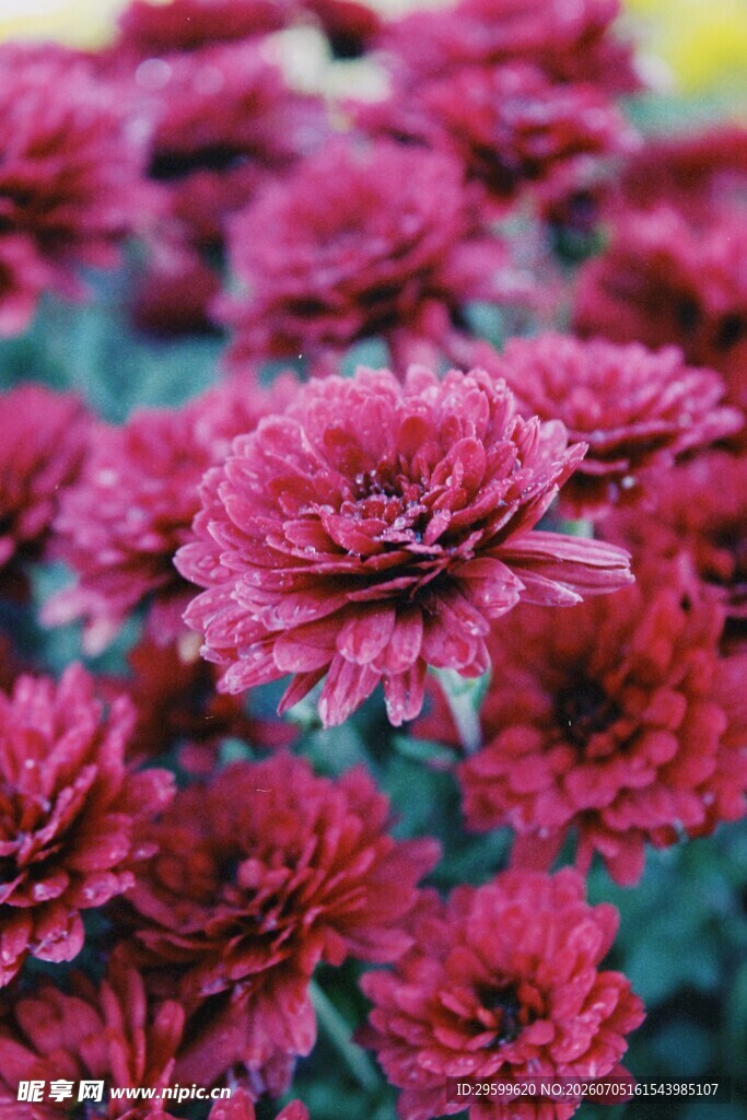 艳丽深红菊花绽放