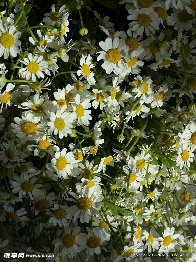 清新雏菊绽放