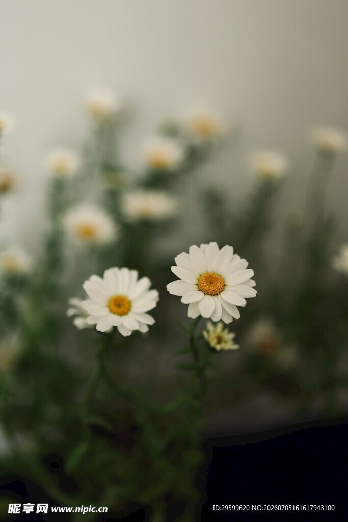 清新雏菊绽放