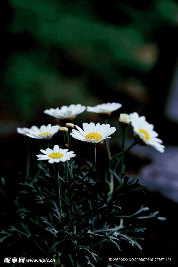 白色雏菊绽放于绿意间