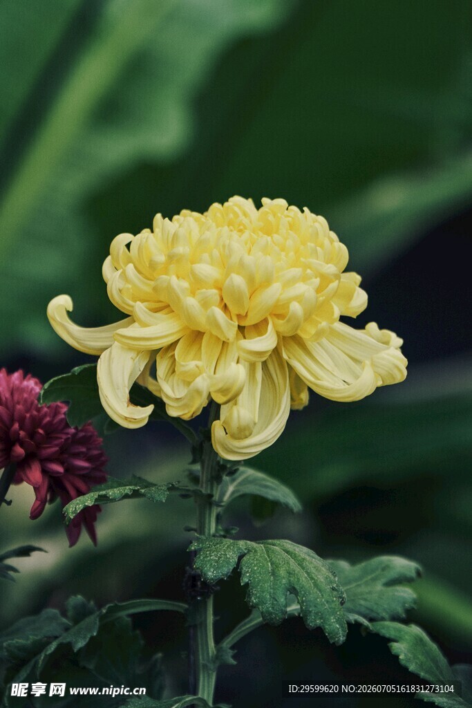黄色菊花绽放