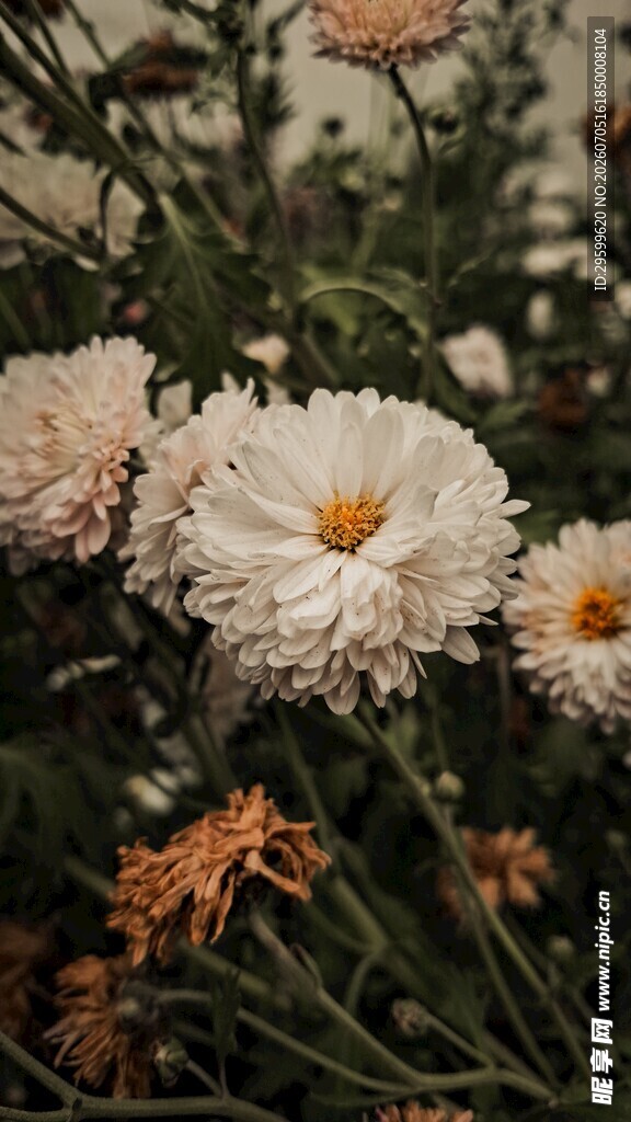绽放的淡雅雏菊