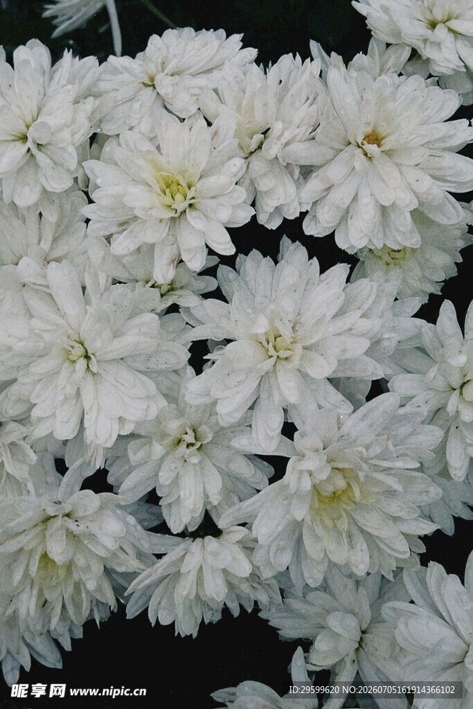 白色菊花绽放