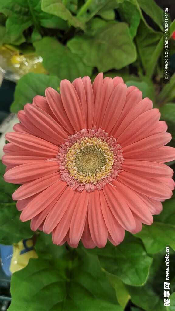 粉色非洲菊特写