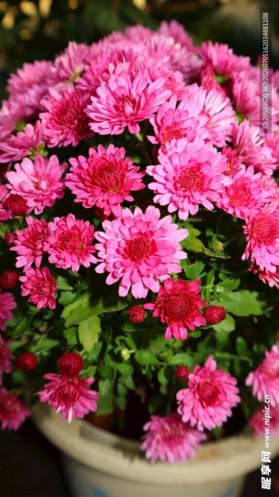 粉色菊花盆栽