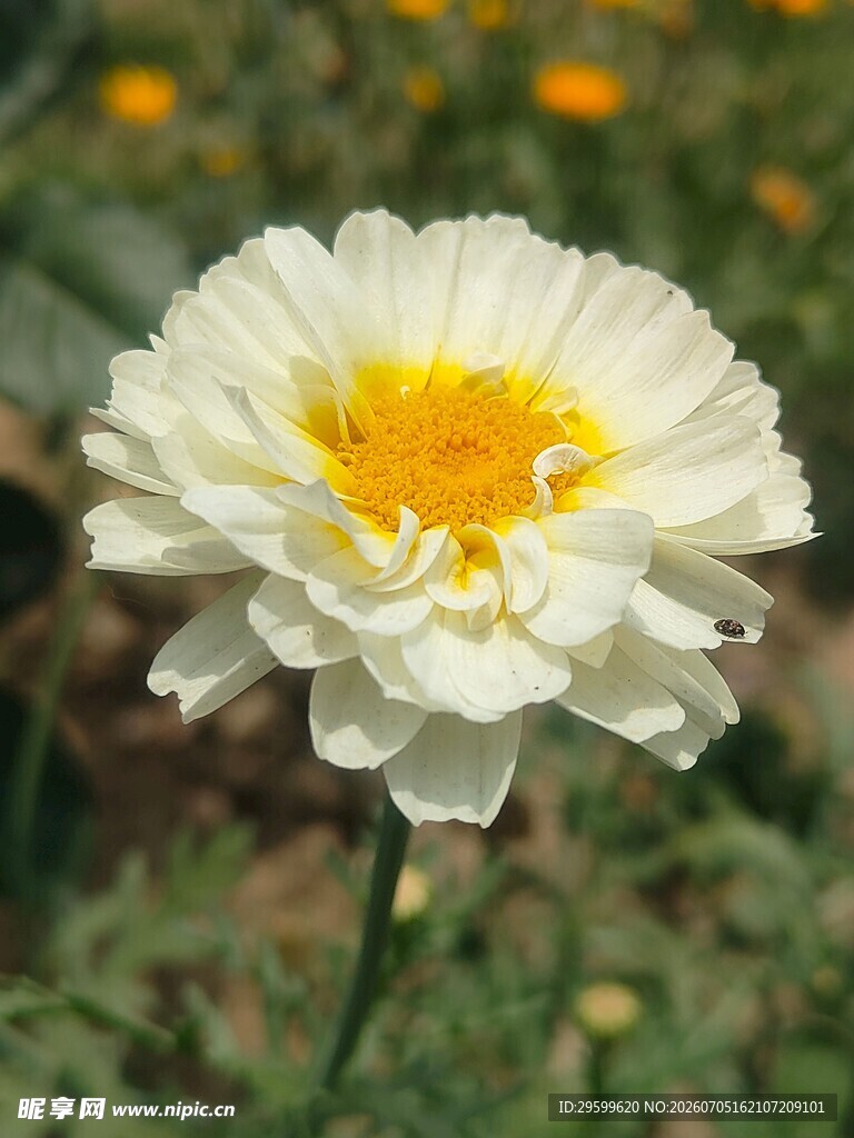白色雏菊绽放