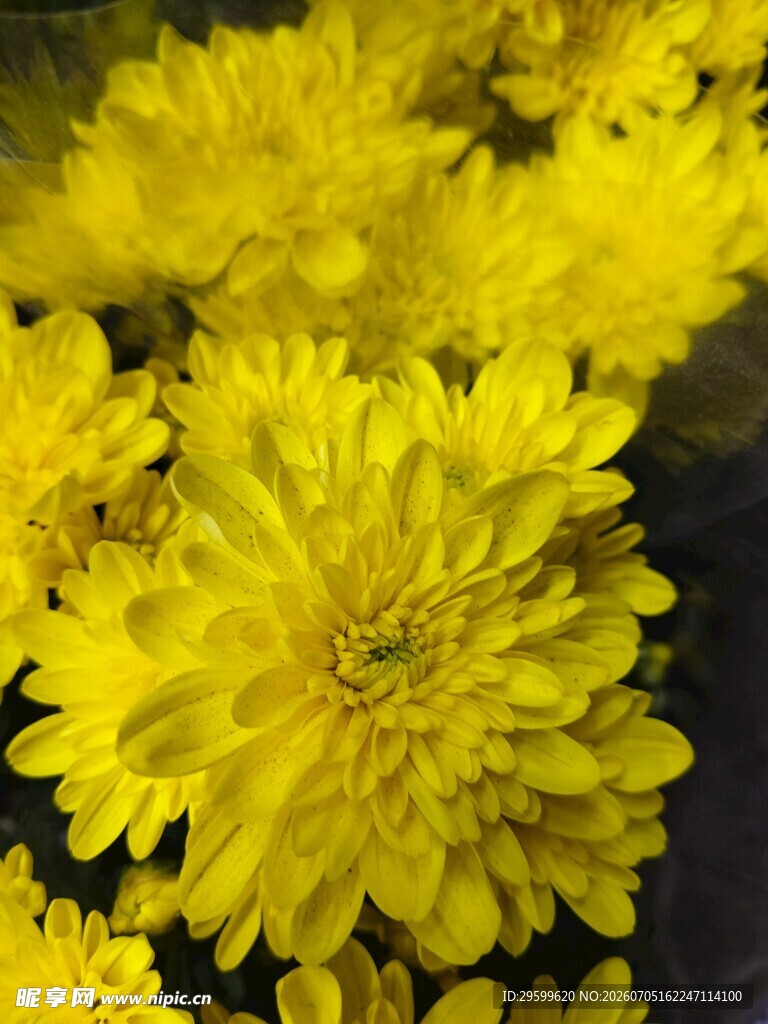 绽放的黄色菊花