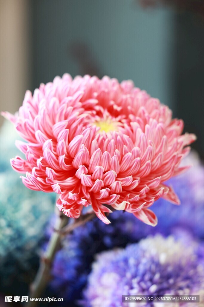 粉色菊花特写