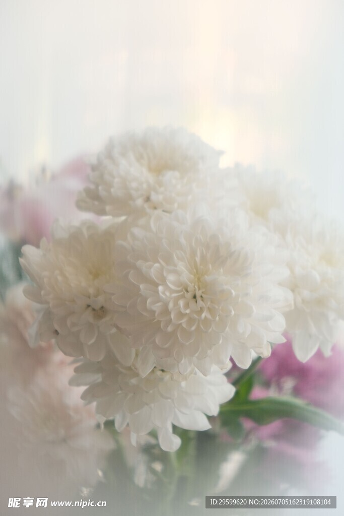 白色绒球花特写