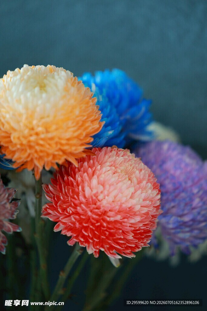 多彩缤纷小菊花