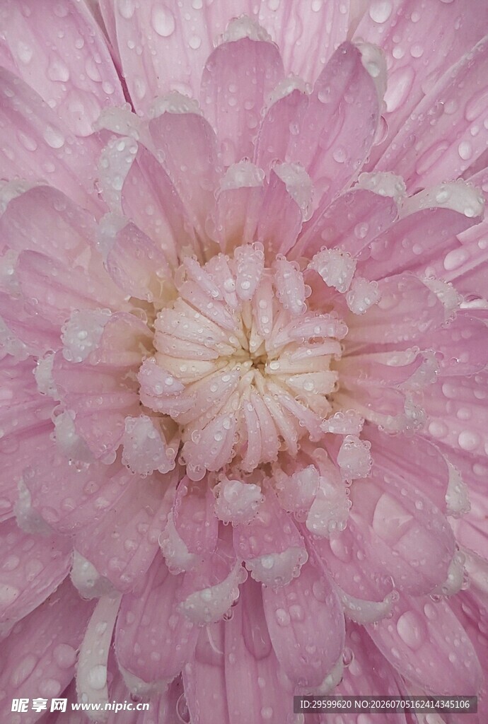 粉色带露菊花特写