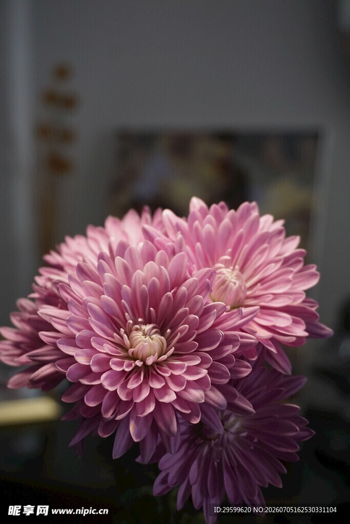 紫色菊花特写