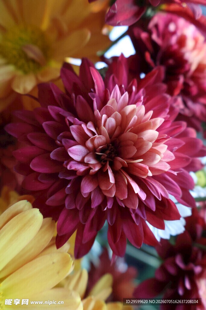 艳丽多彩菊花特写