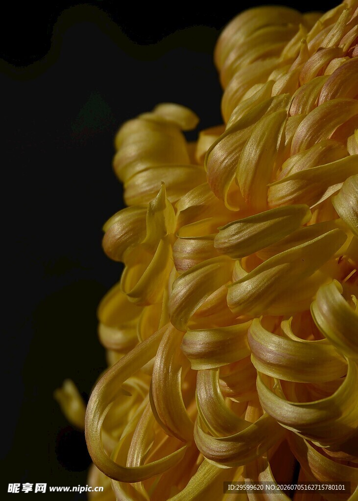 金黄卷曲菊花特写